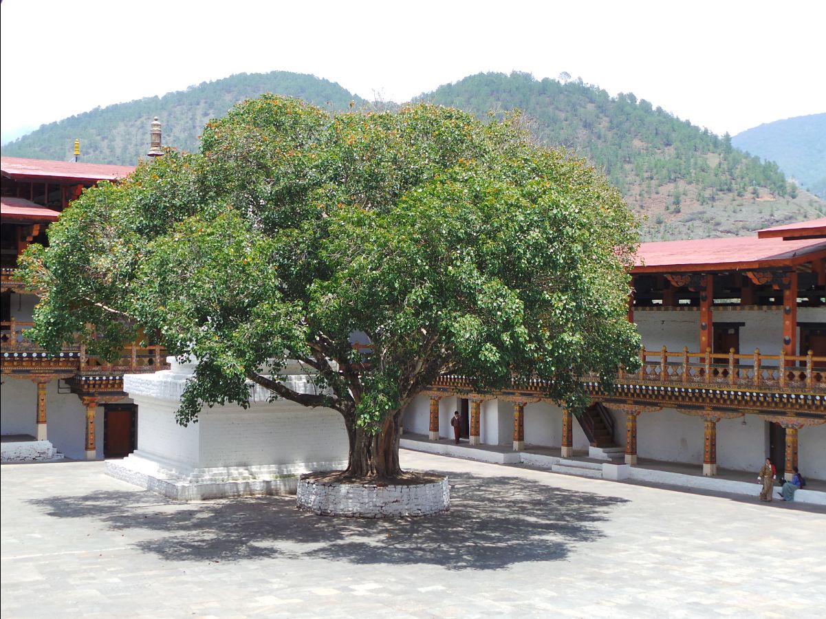Punakha Dzong112
